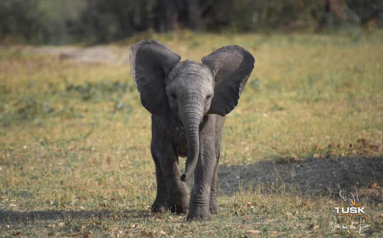 3 Day Elephant Plains Game Lodge Safari